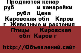 Продаются кенар .2000 руб           и канарейки 500 рубл › Цена ­ 500 - Кировская обл., Киров г. Животные и растения » Птицы   . Кировская обл.,Киров г.